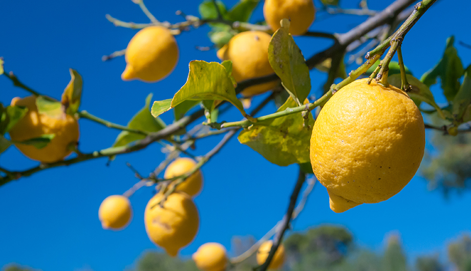 frutti della legalità