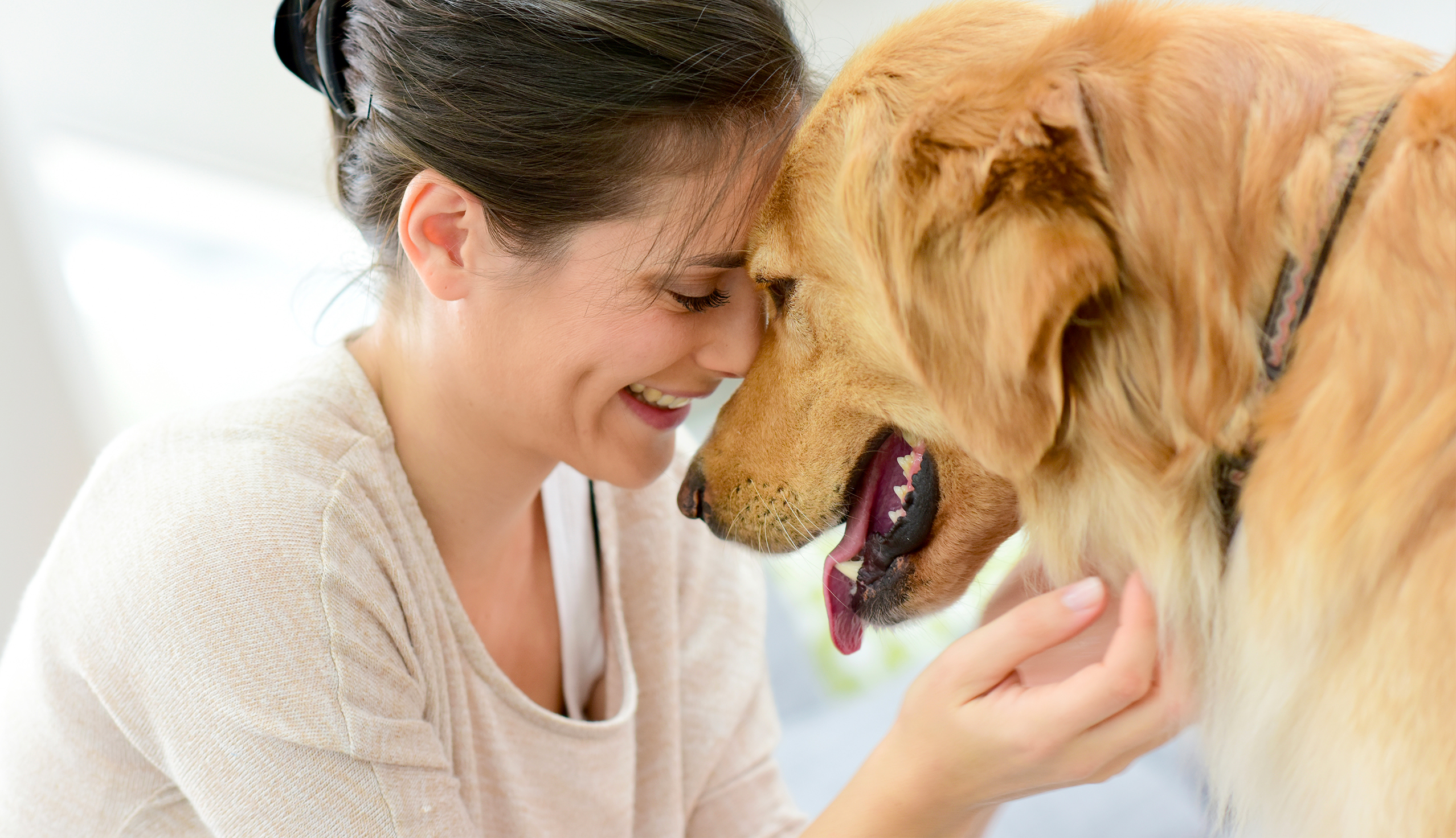 giornata internazionale del cane