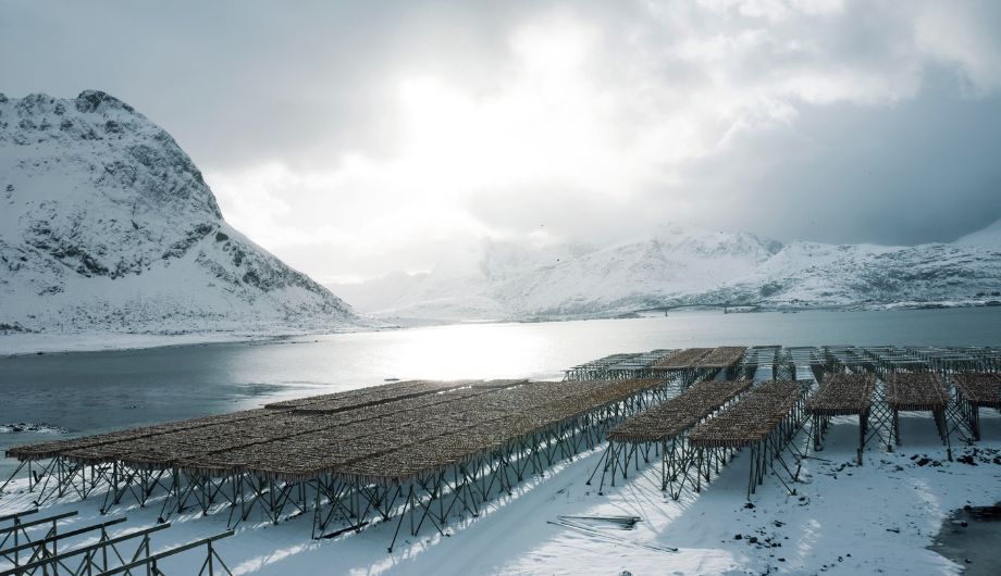 stoccafisso norvegese