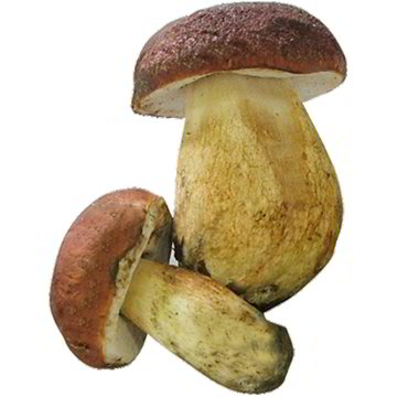Funghi Porcini Coop