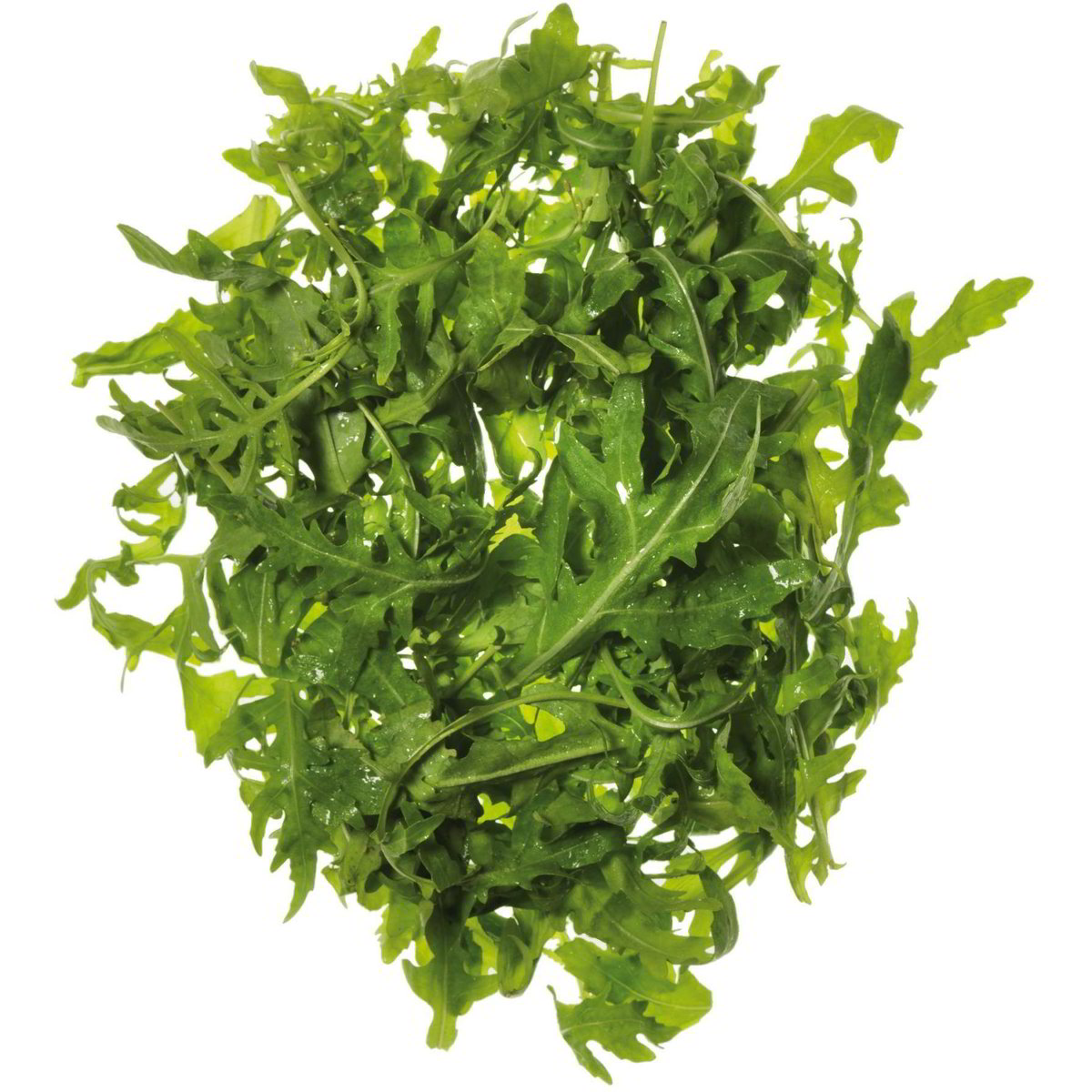 Rucola - Coop Shop