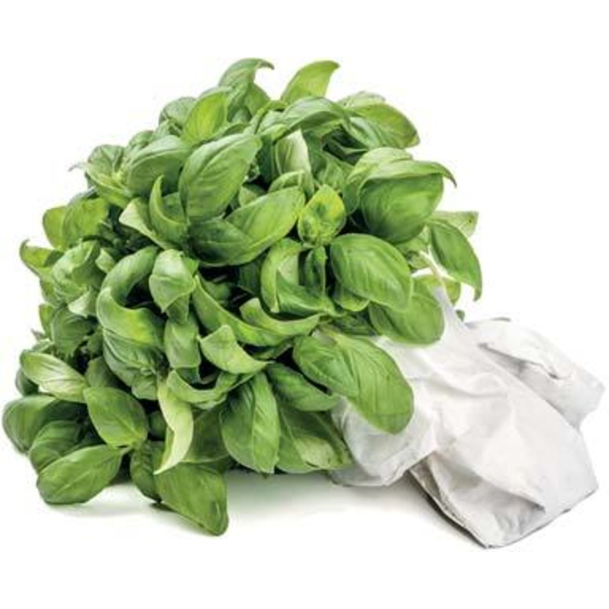 Basilico 1 PZ Coop Shop