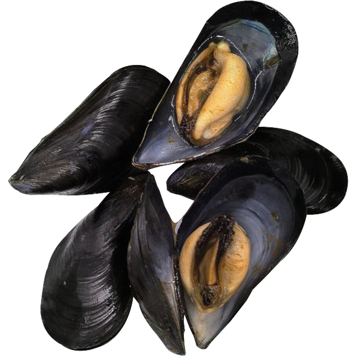 Cozze nazionali - Coop Shop